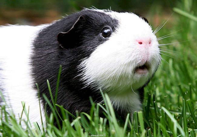 панда морская свинка