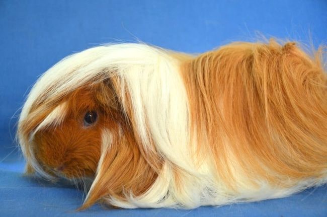 перуанская морская свинка