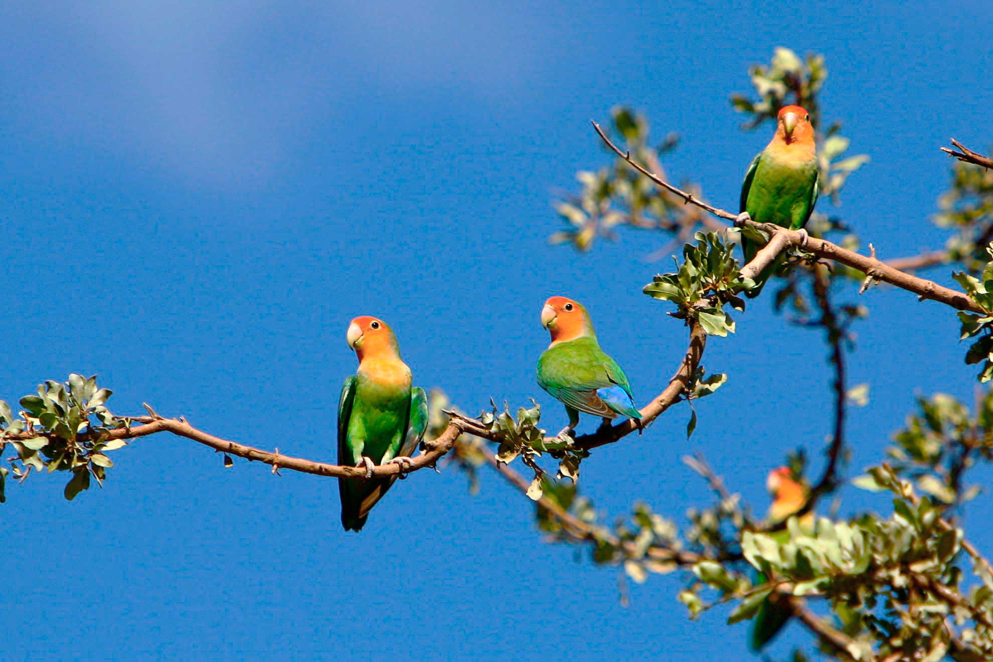 Неразлучники в природе