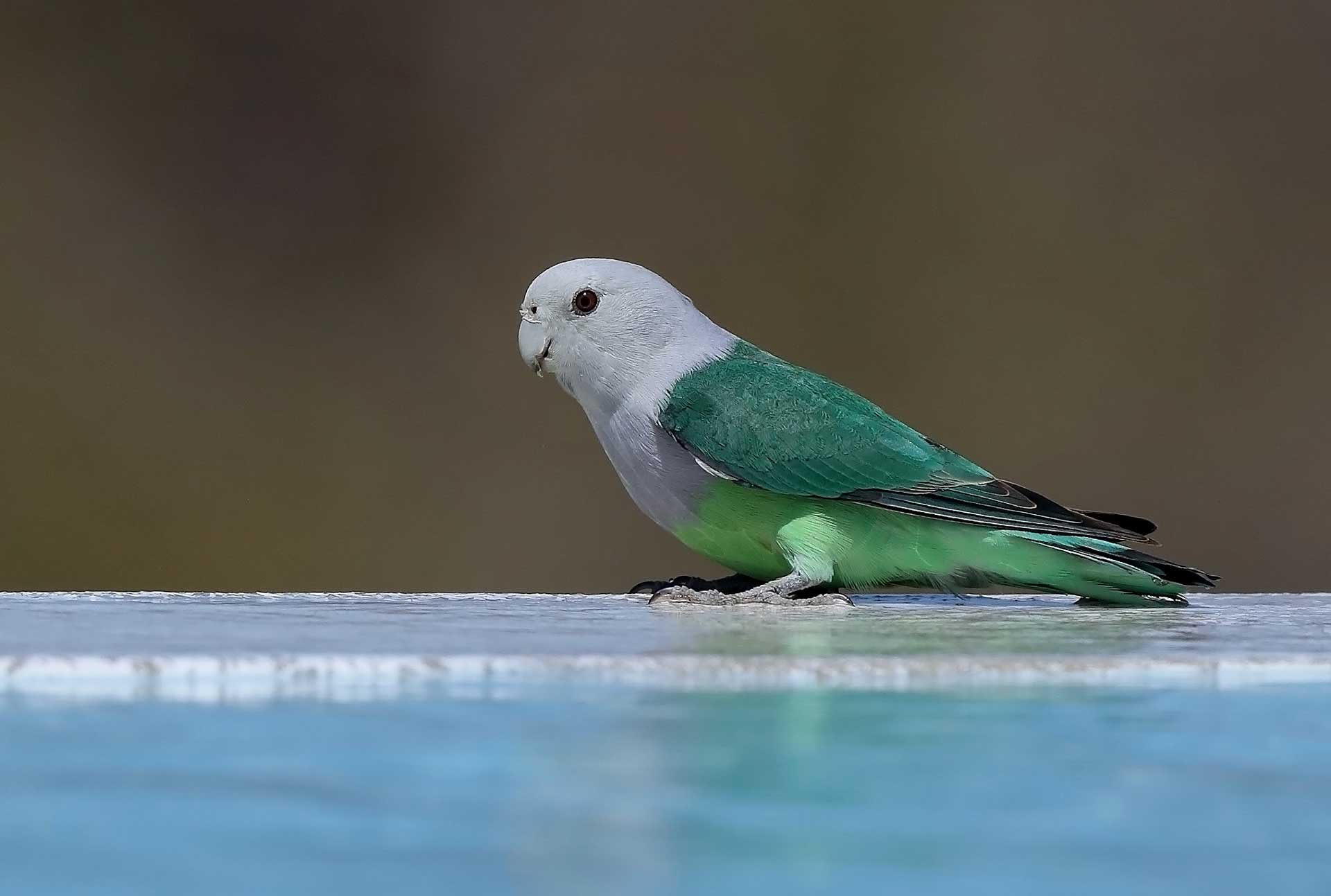 Самец седоголового неразлучника