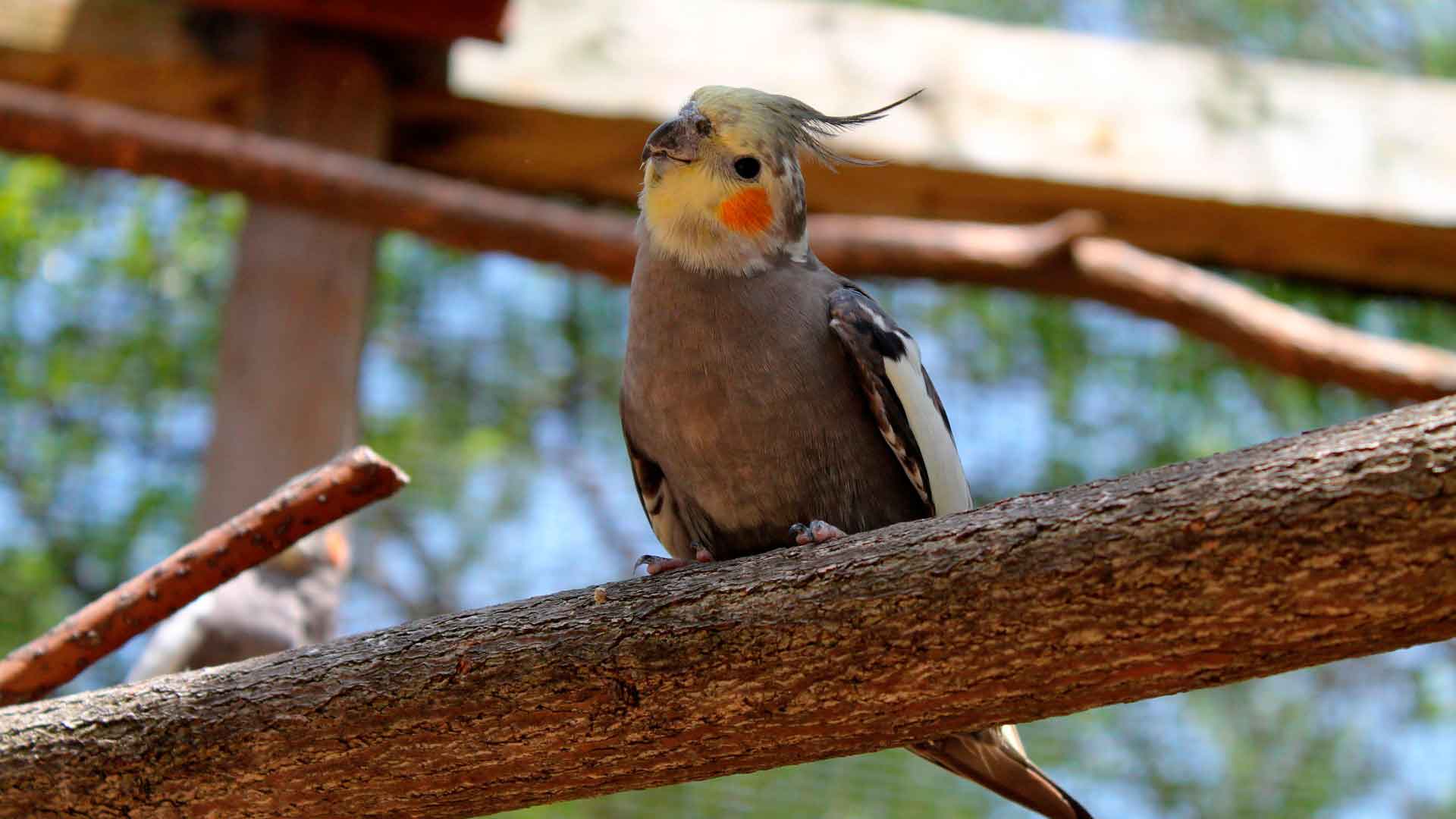 научить кореллу говорить очень просто