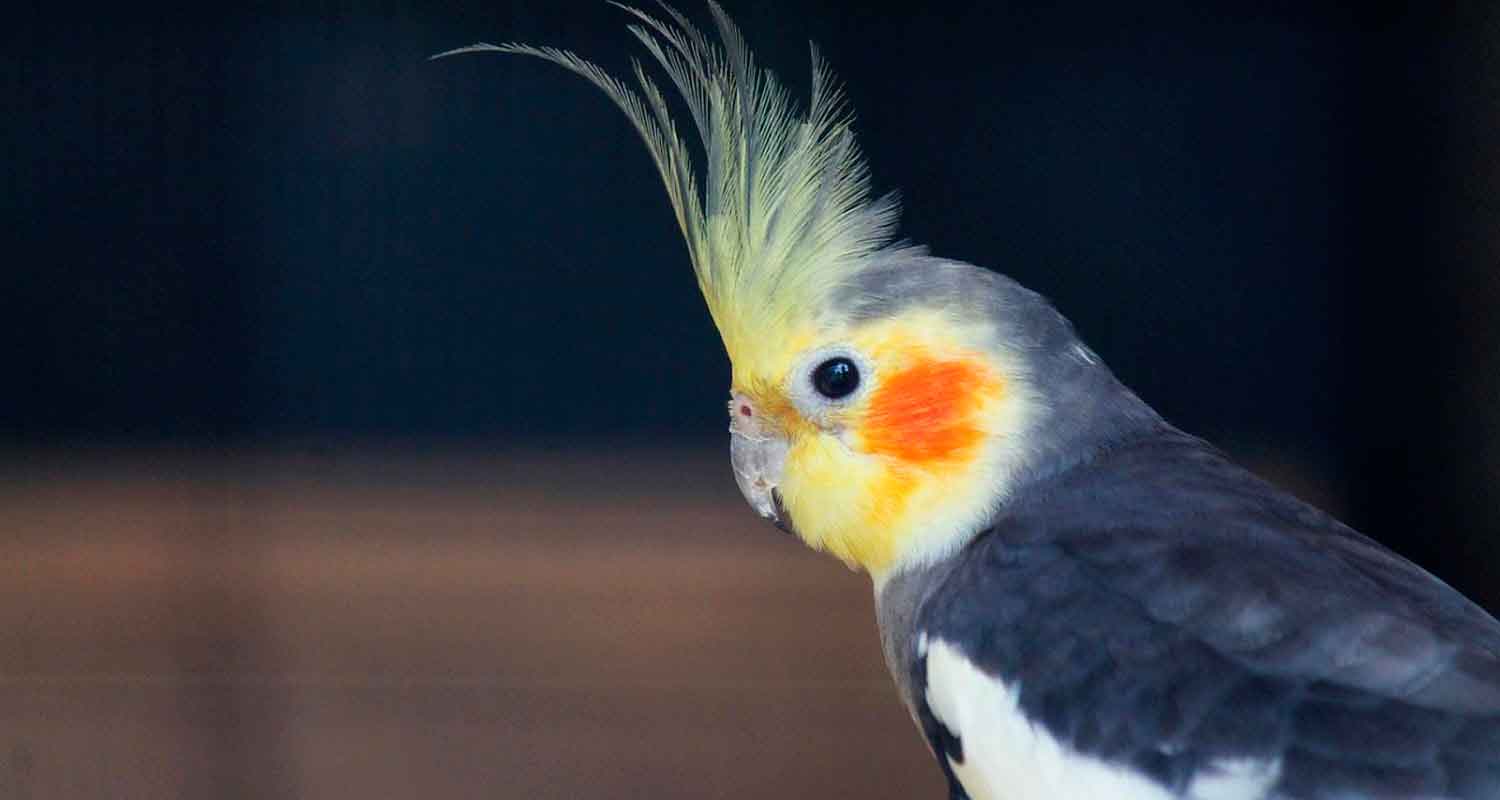 Чтобы научить кореллу говорить, необходимы регулярные занятия