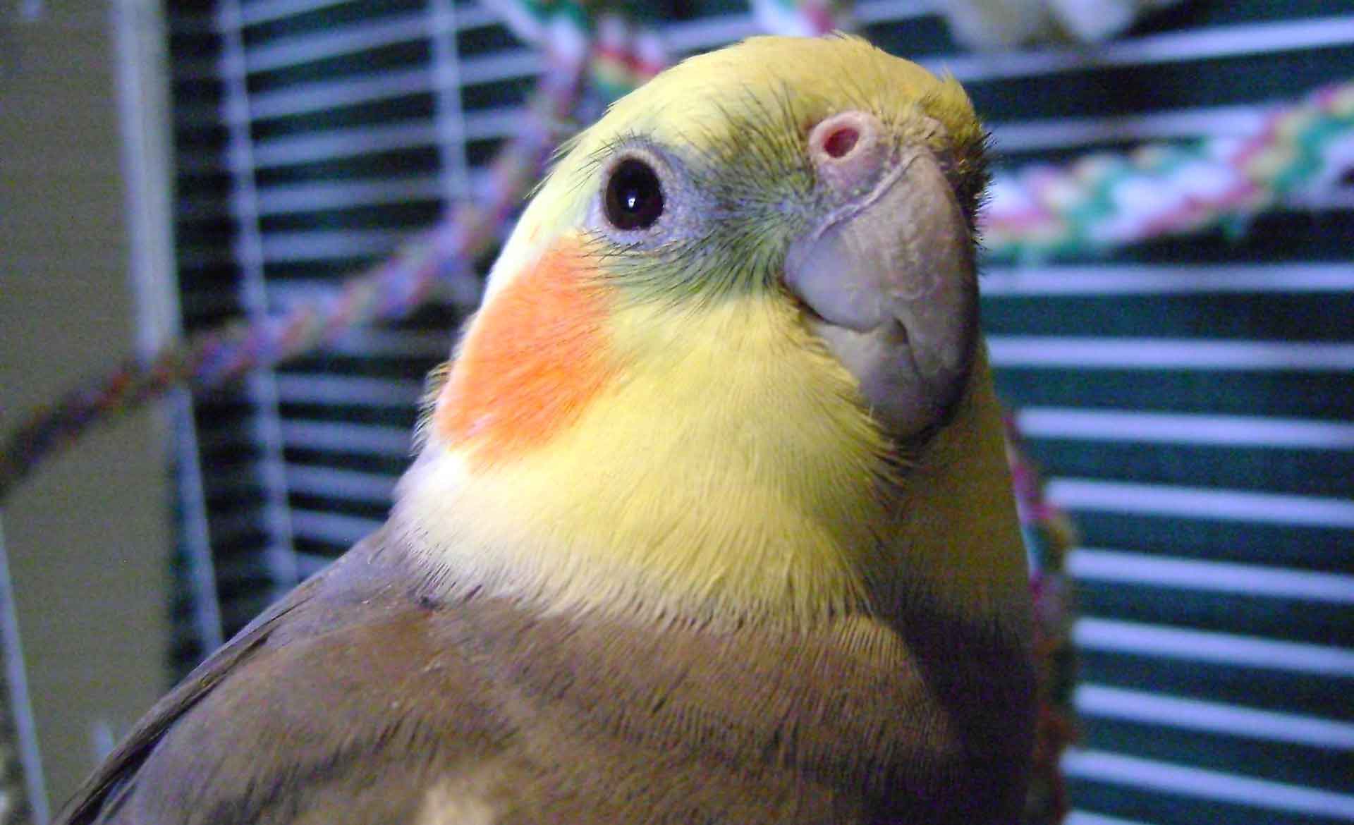 Корелла - говорящий попугай