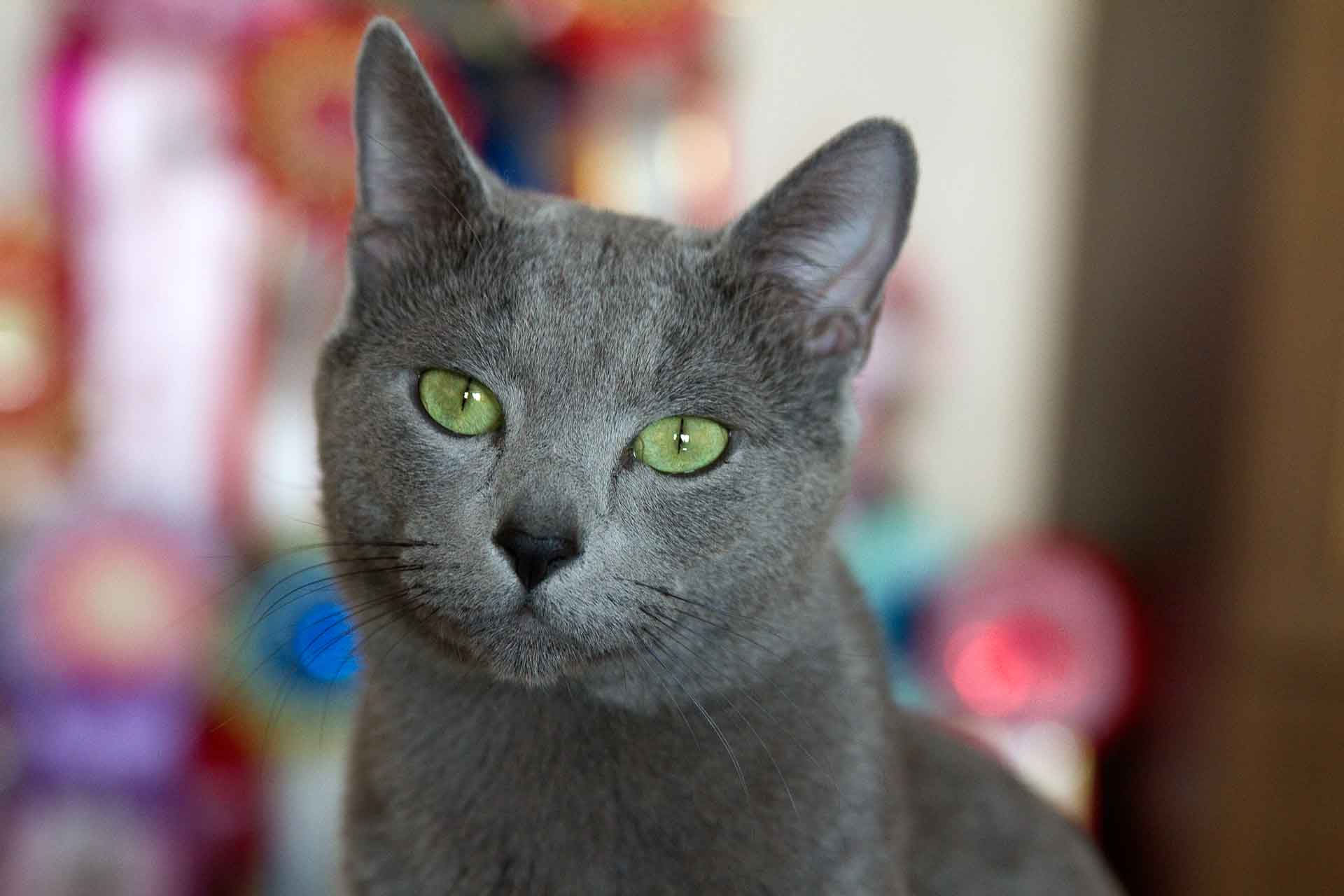 Кошка русская голубая