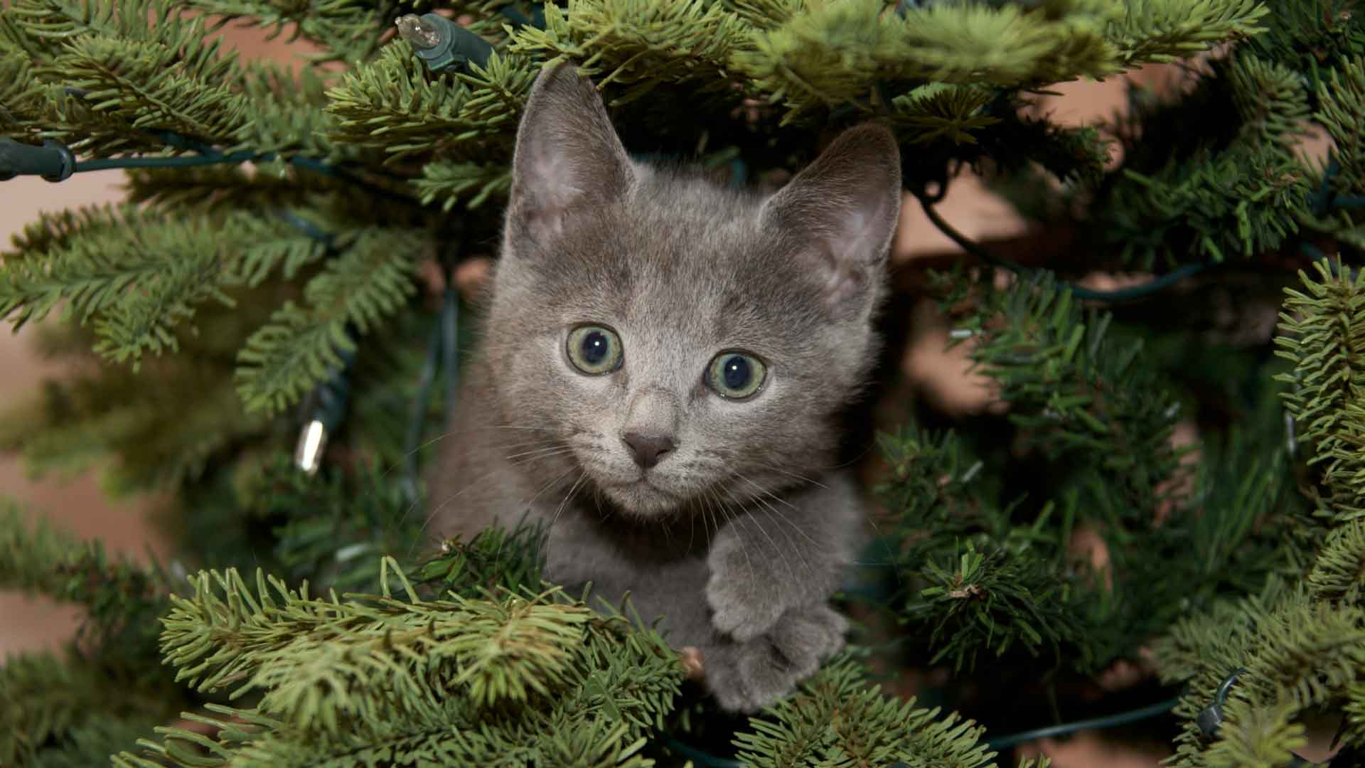 Котенок русской голубой кошки