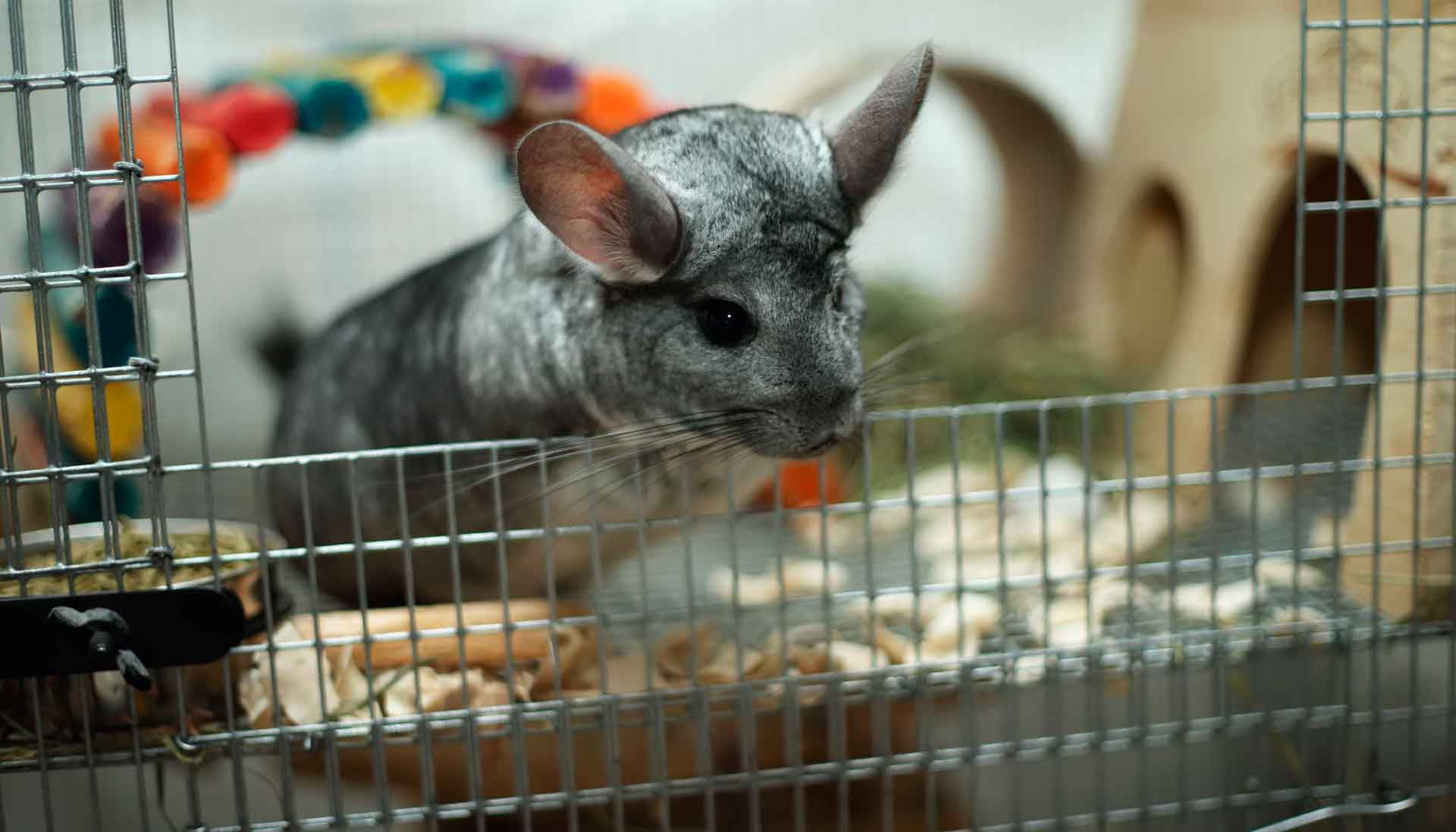 Уход и содержание шиншиллы в домашних условиях требует просторной клетки