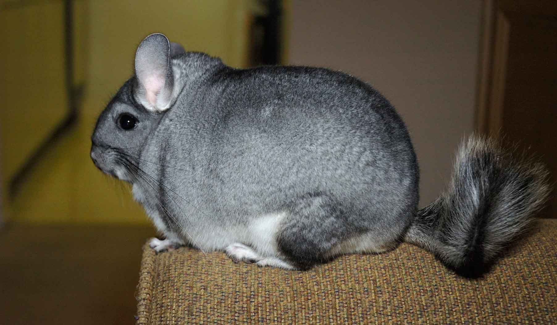 Уход и содержание шиншилл довольно просты