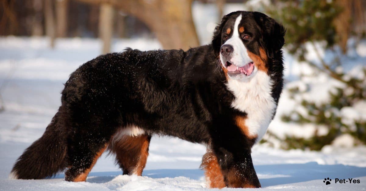 Благодаря густой шерсти бернский зенненхунд не мерзнет Бернский зенненхунд в заснеженном лесу