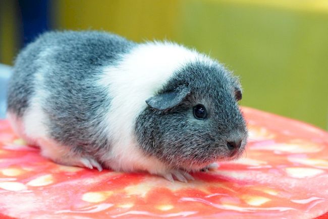 рекс морская свинка