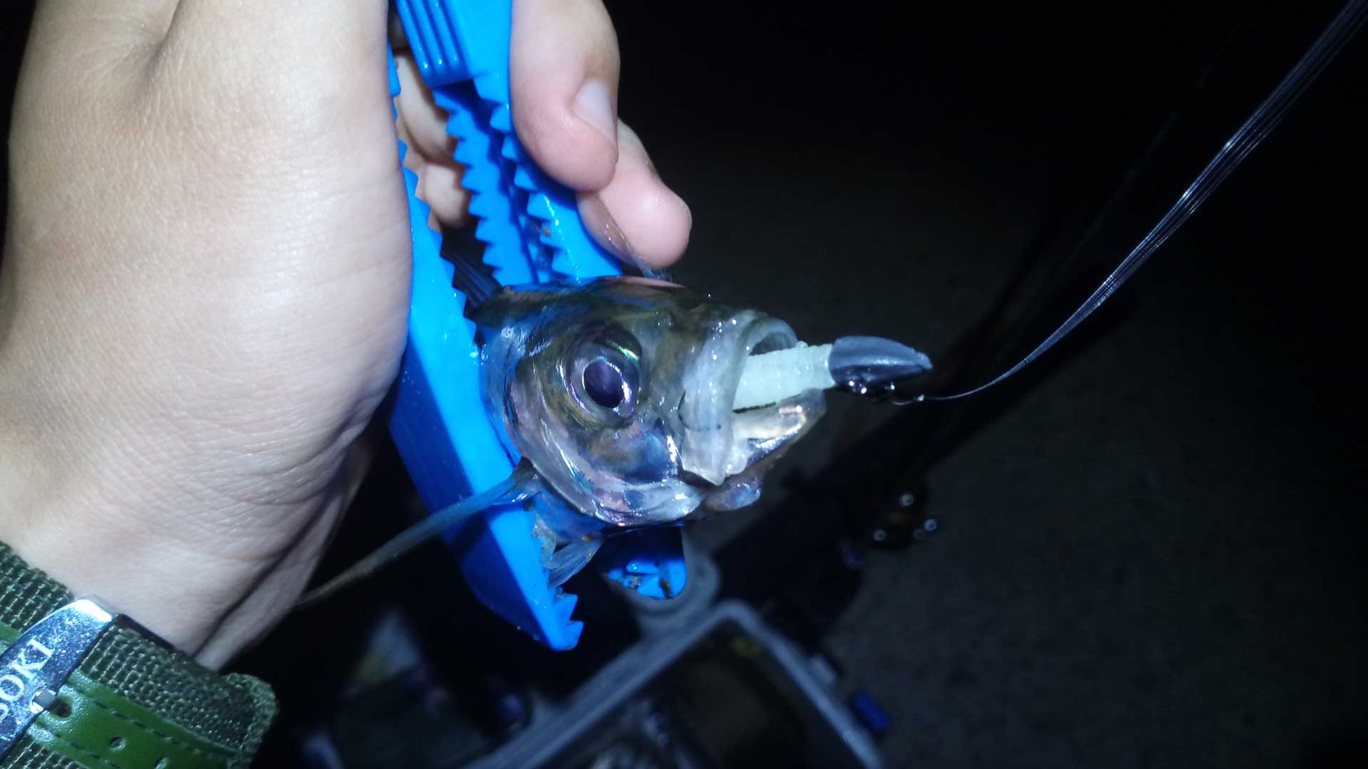 Ловит ставриду на дротики