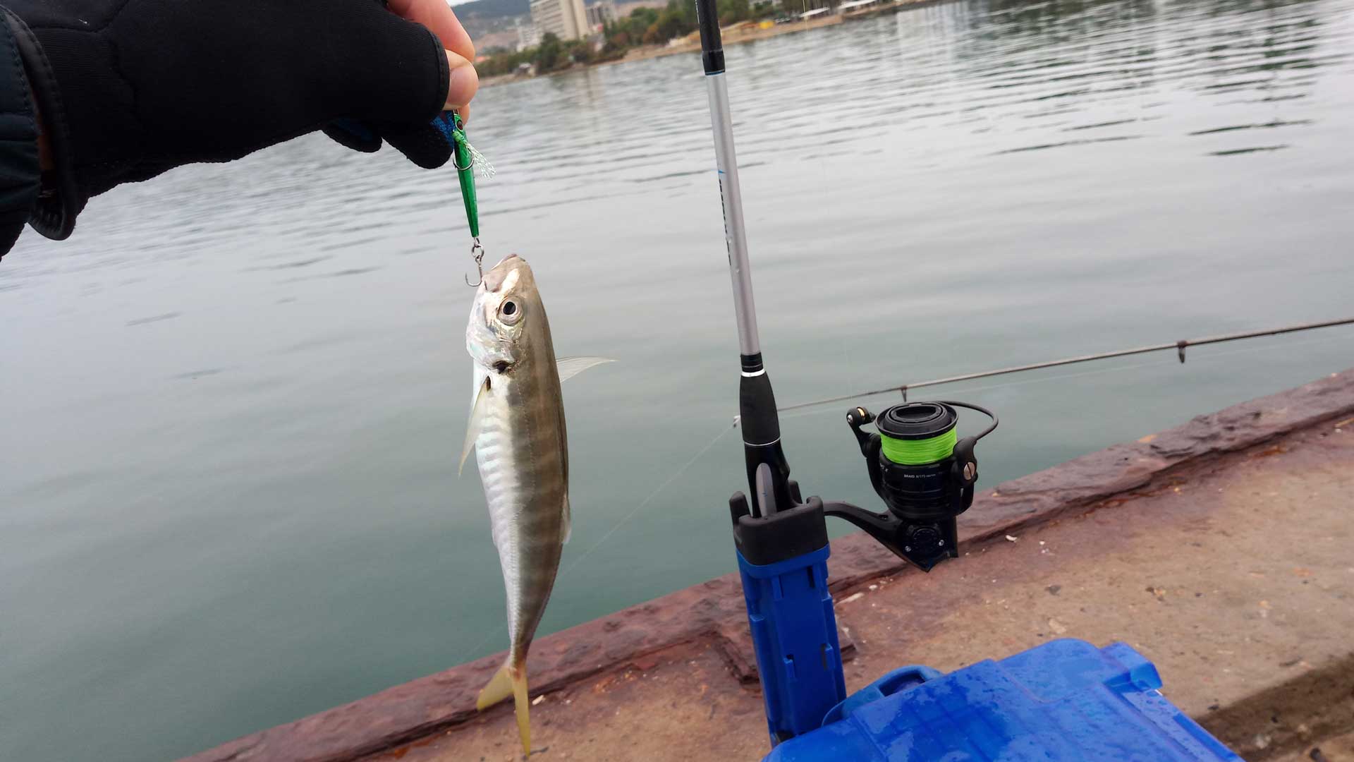 Ловит ставриду на металлическую мормышку