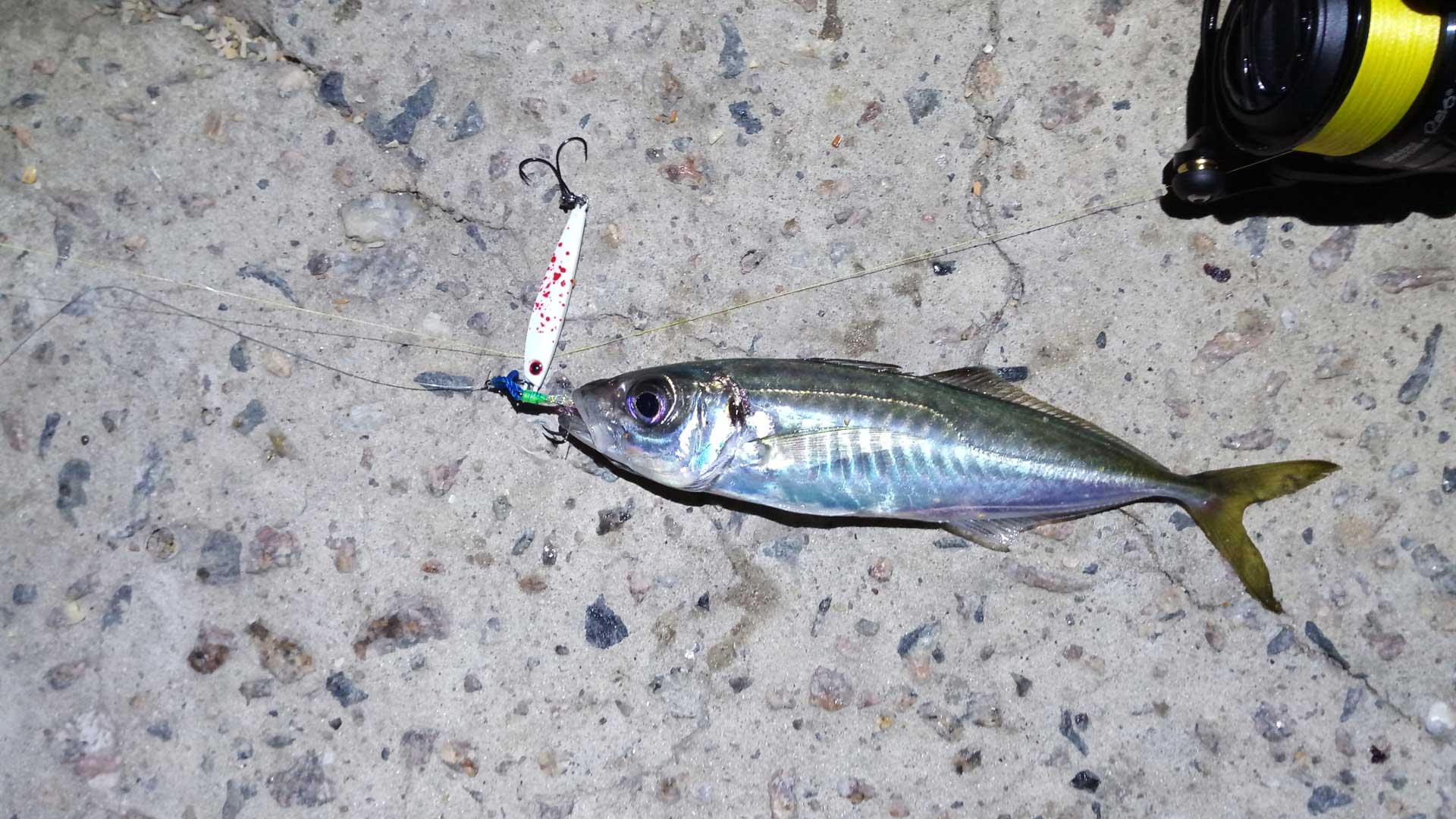 Джек скумбрия на джиг-приманке