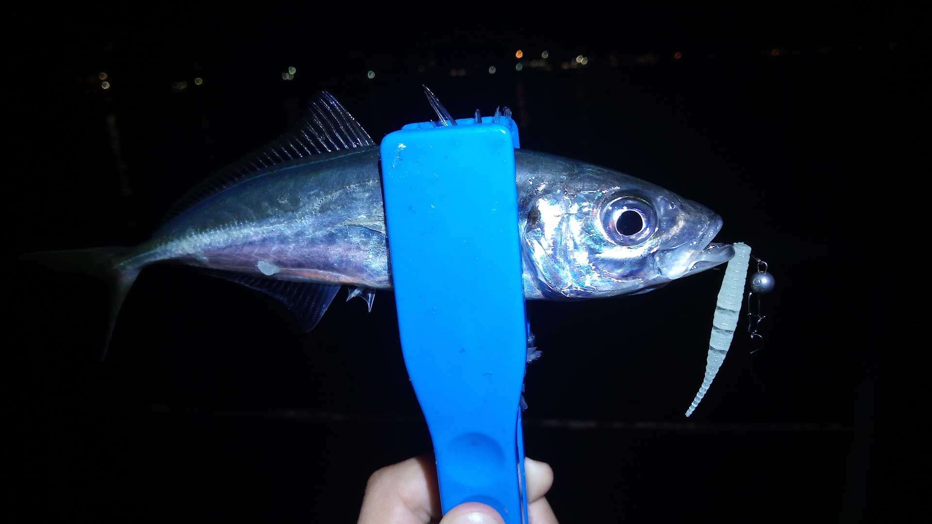 Ставрида для совместного дартса