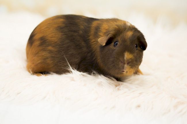 морская свинка риджбек