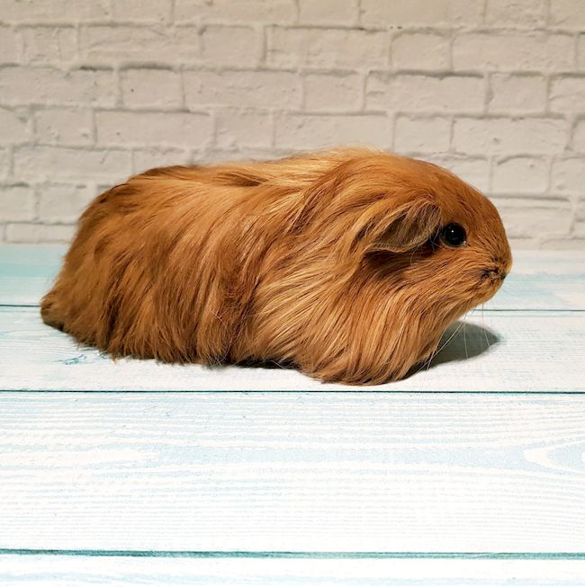 морская свинка шелти