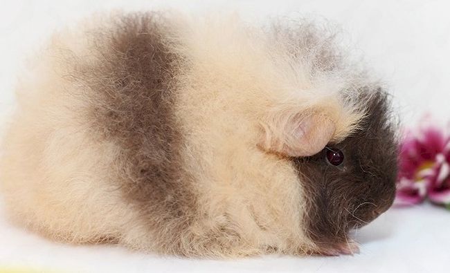 Швейцарский плюшевый мишка