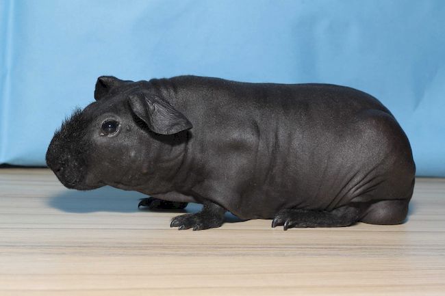 тощая морская свинка