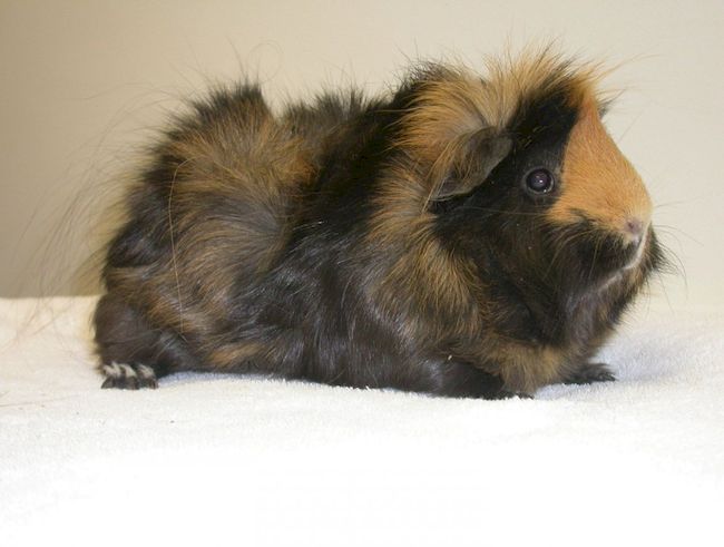 сомалийская морская свинка