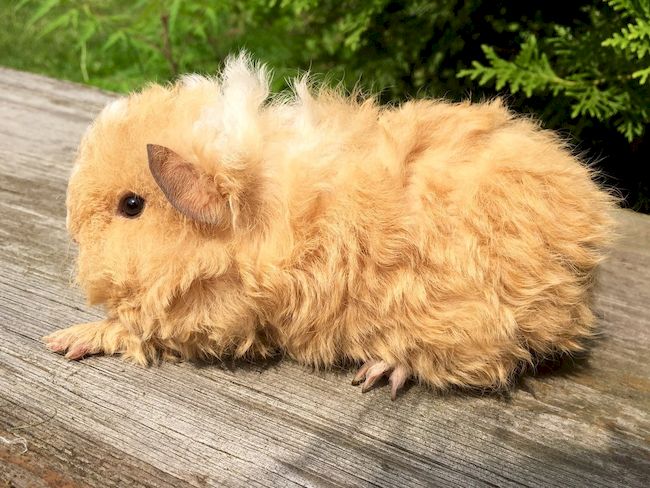 морская свинка тексель