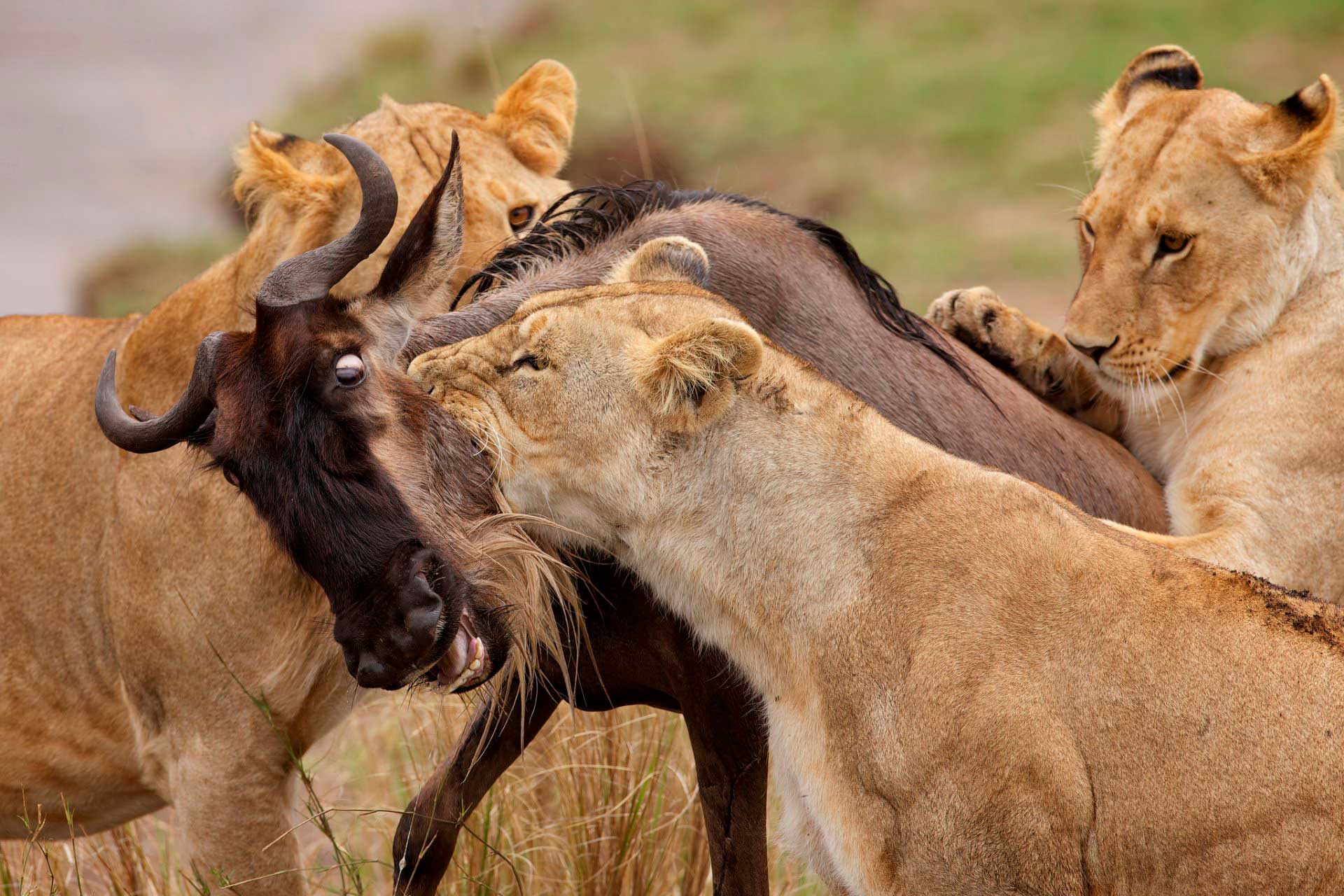 Лев душит жертву