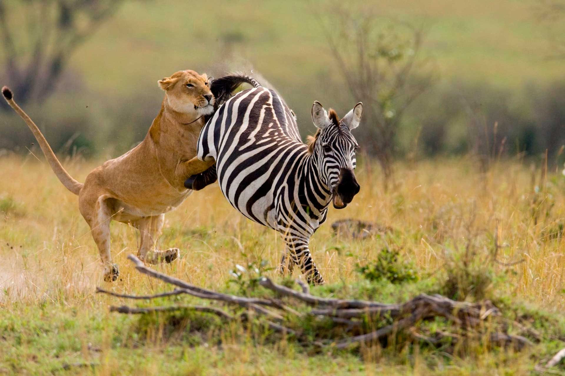 Лев напал на зебру