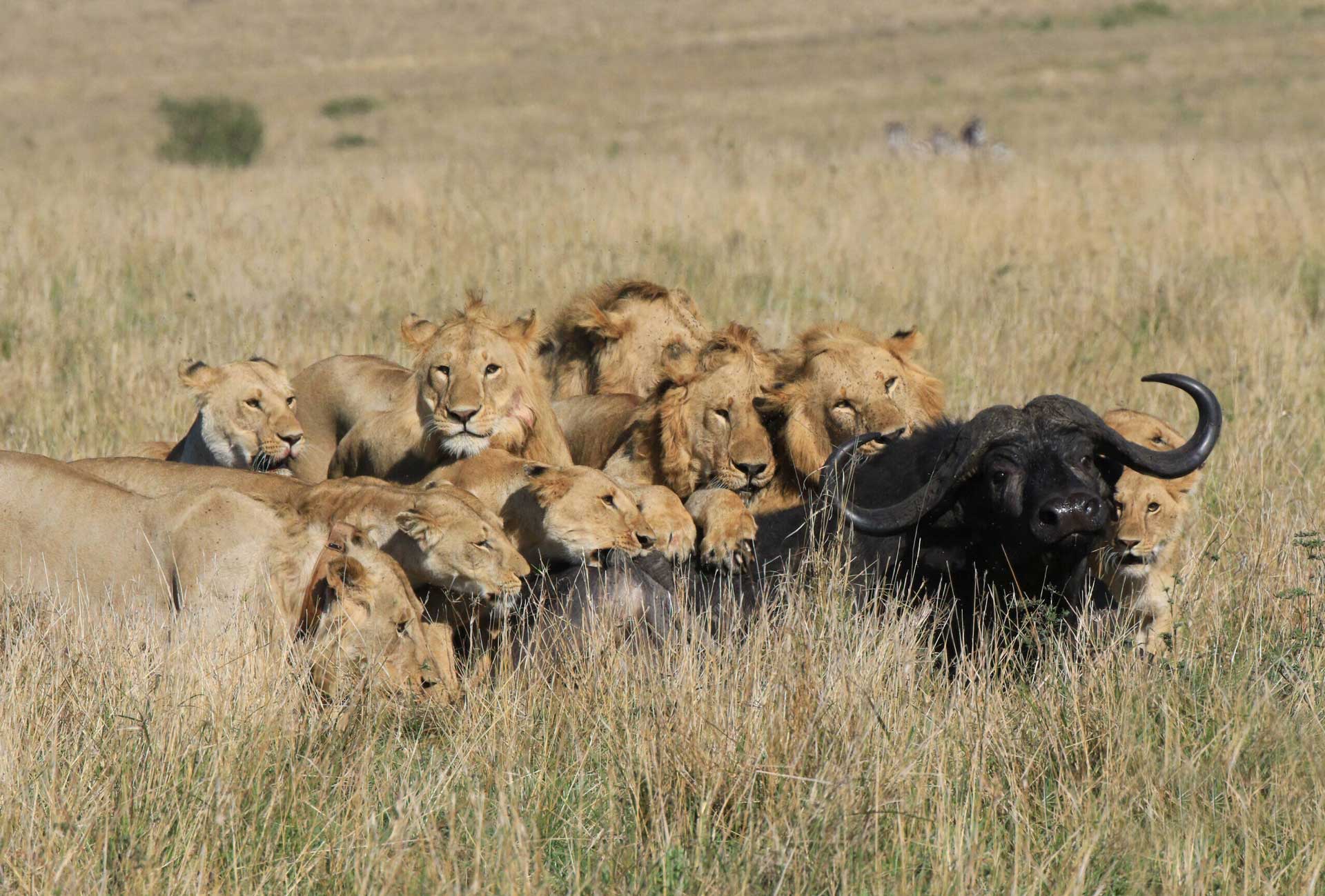 Львы едят мясо