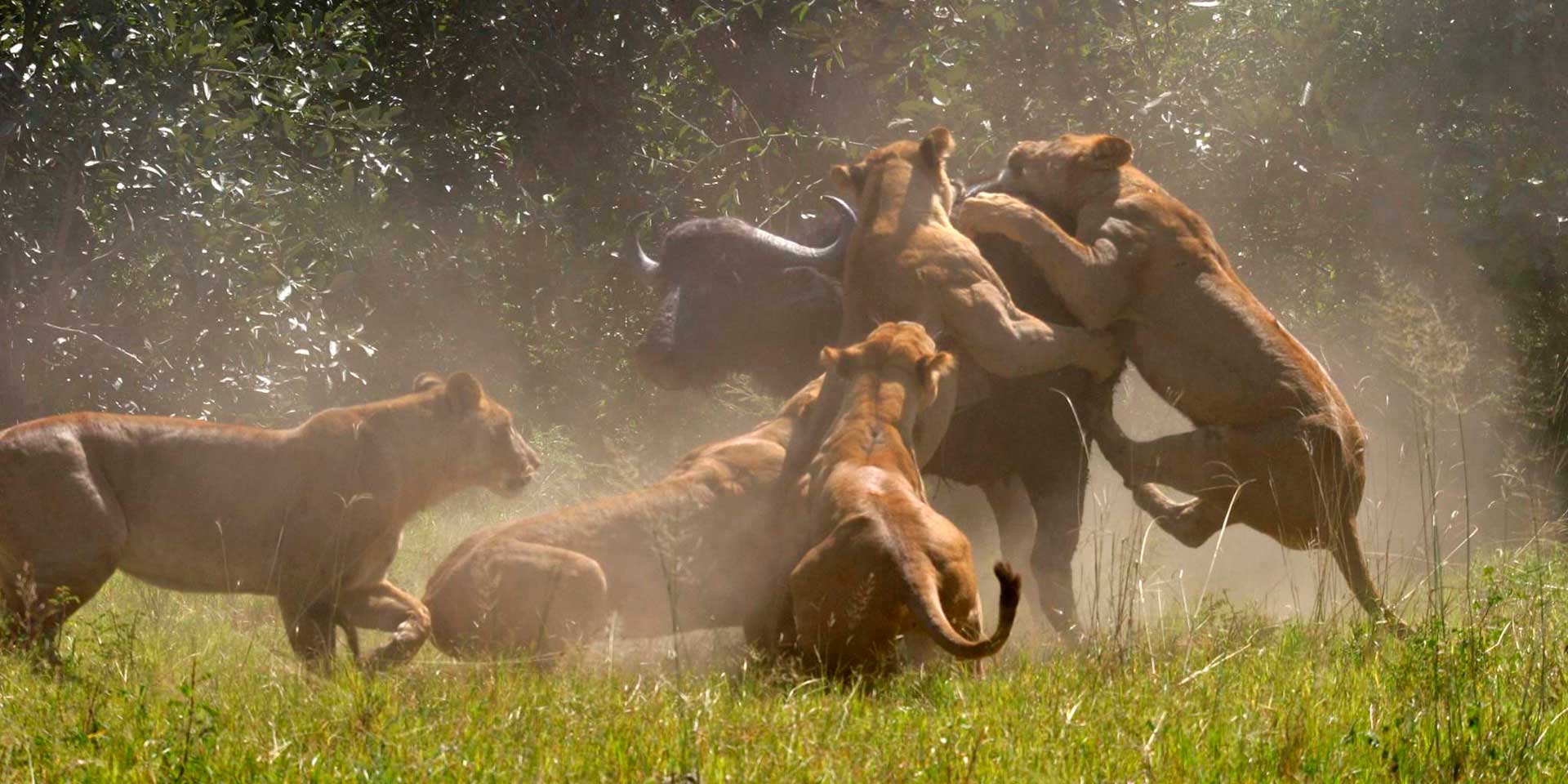 Львы охотятся