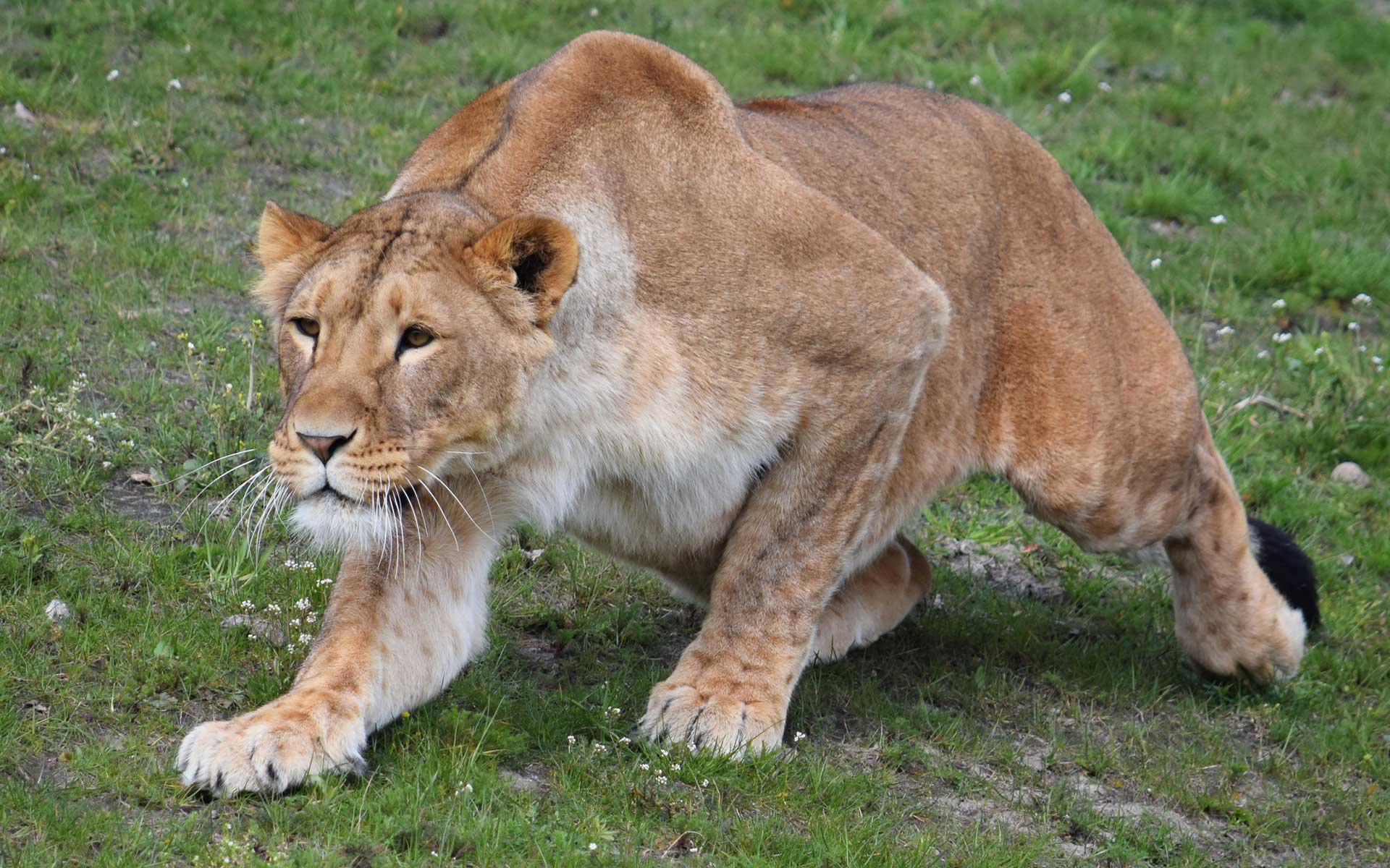 Львица подкрадывается к жертве