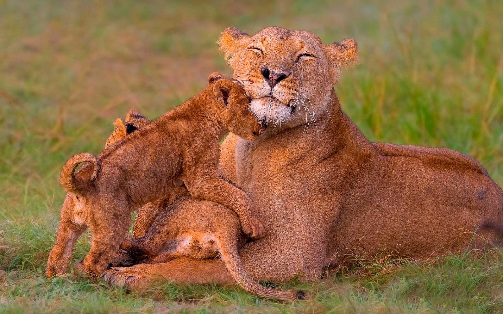 Львица с детенышами