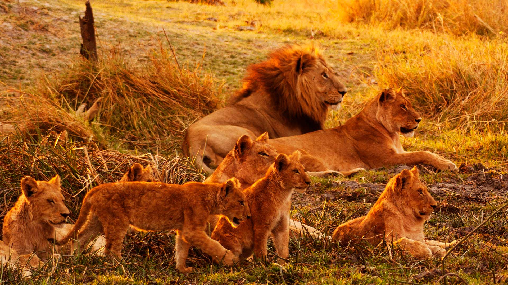 Львята в прайде