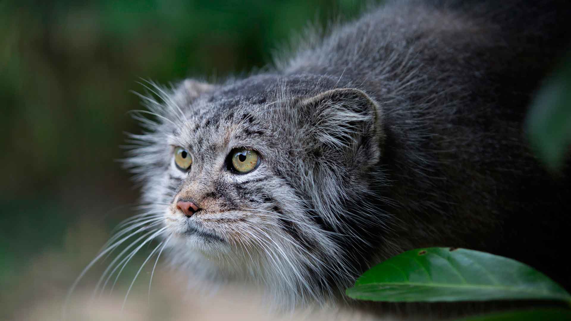 Манул питается различными мышевидными грызунами