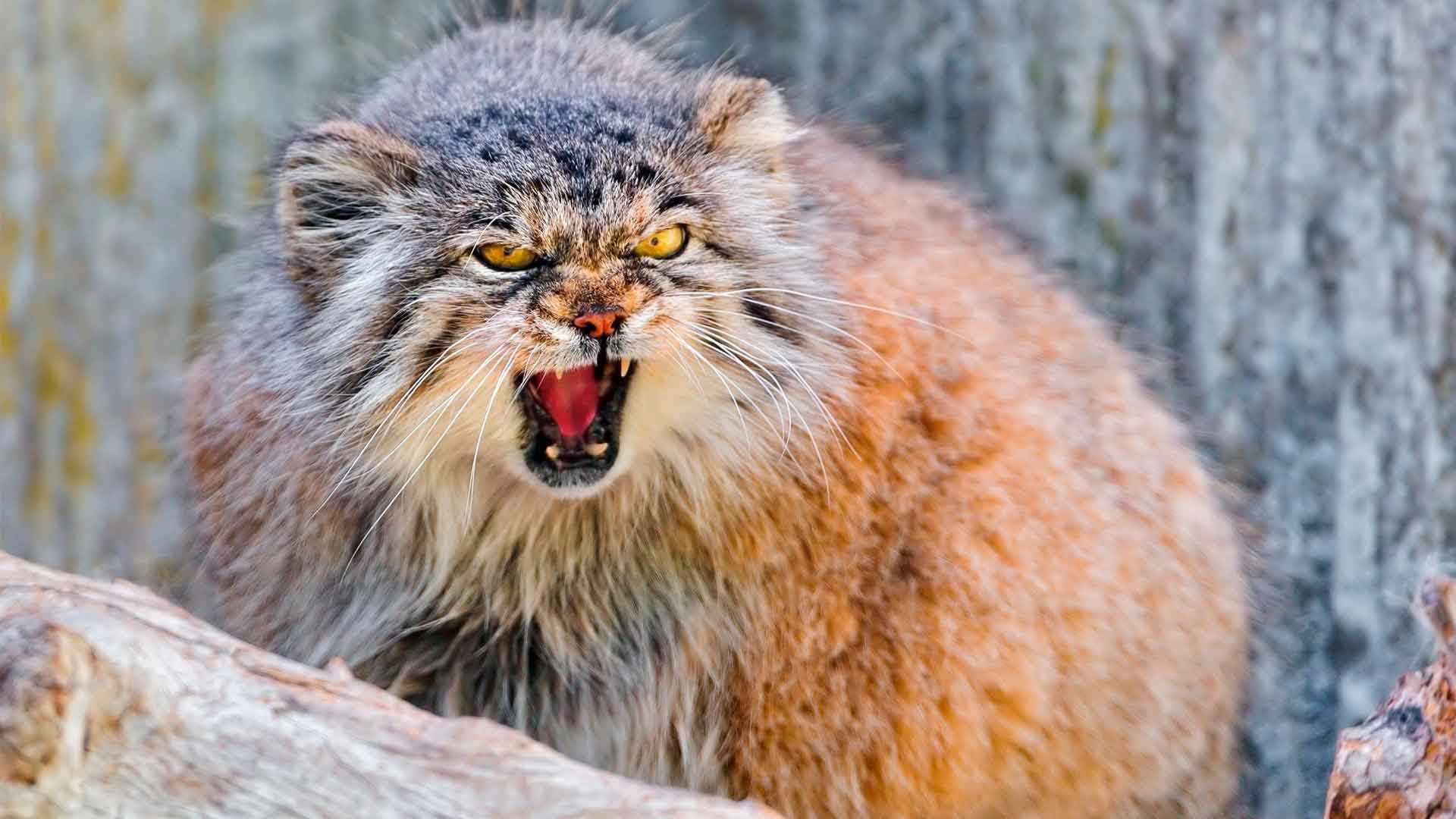 Манул не агрессивное животное