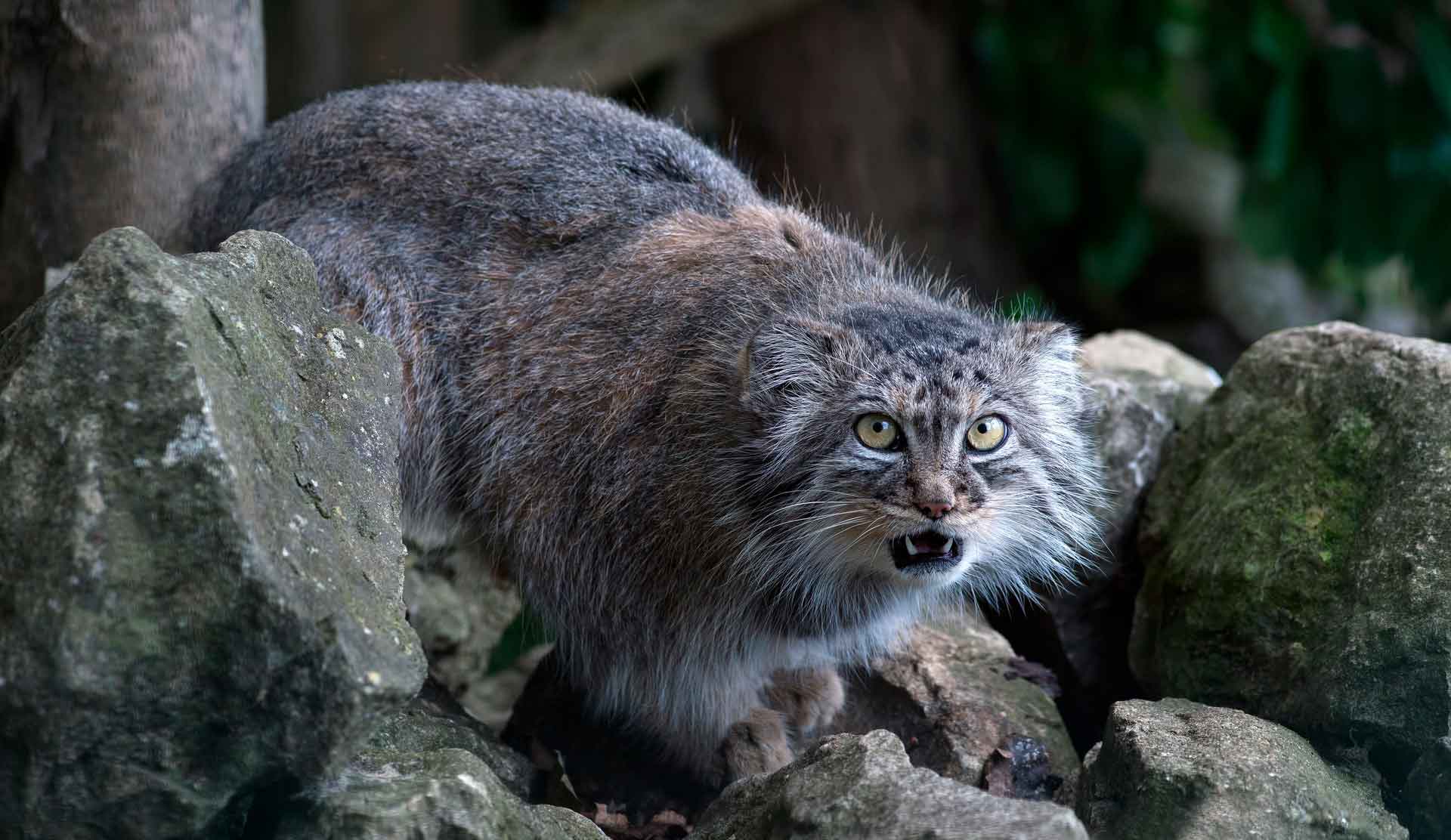 Манул живет в степях и горах