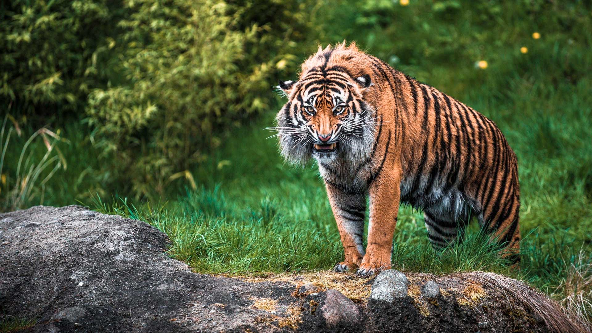 Суматранский тигр