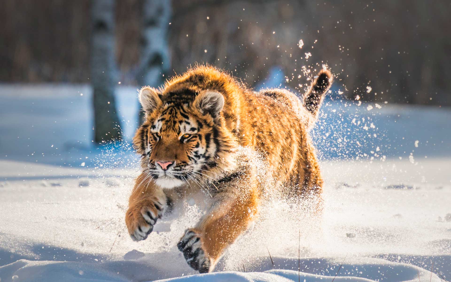 Тигр быстро бегает