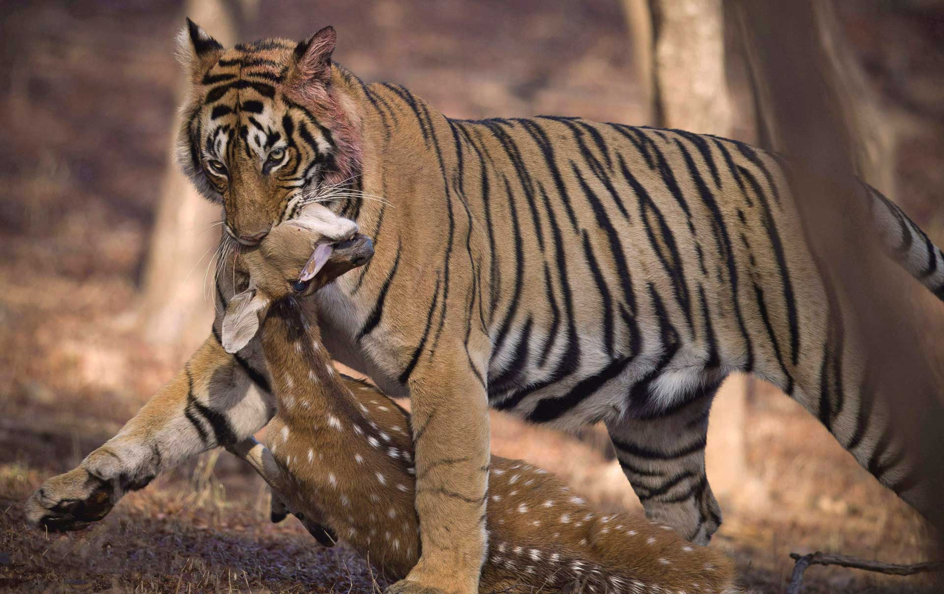 Тигр ест оленя