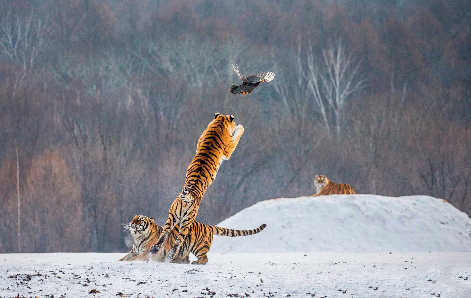 Тигр прыгает