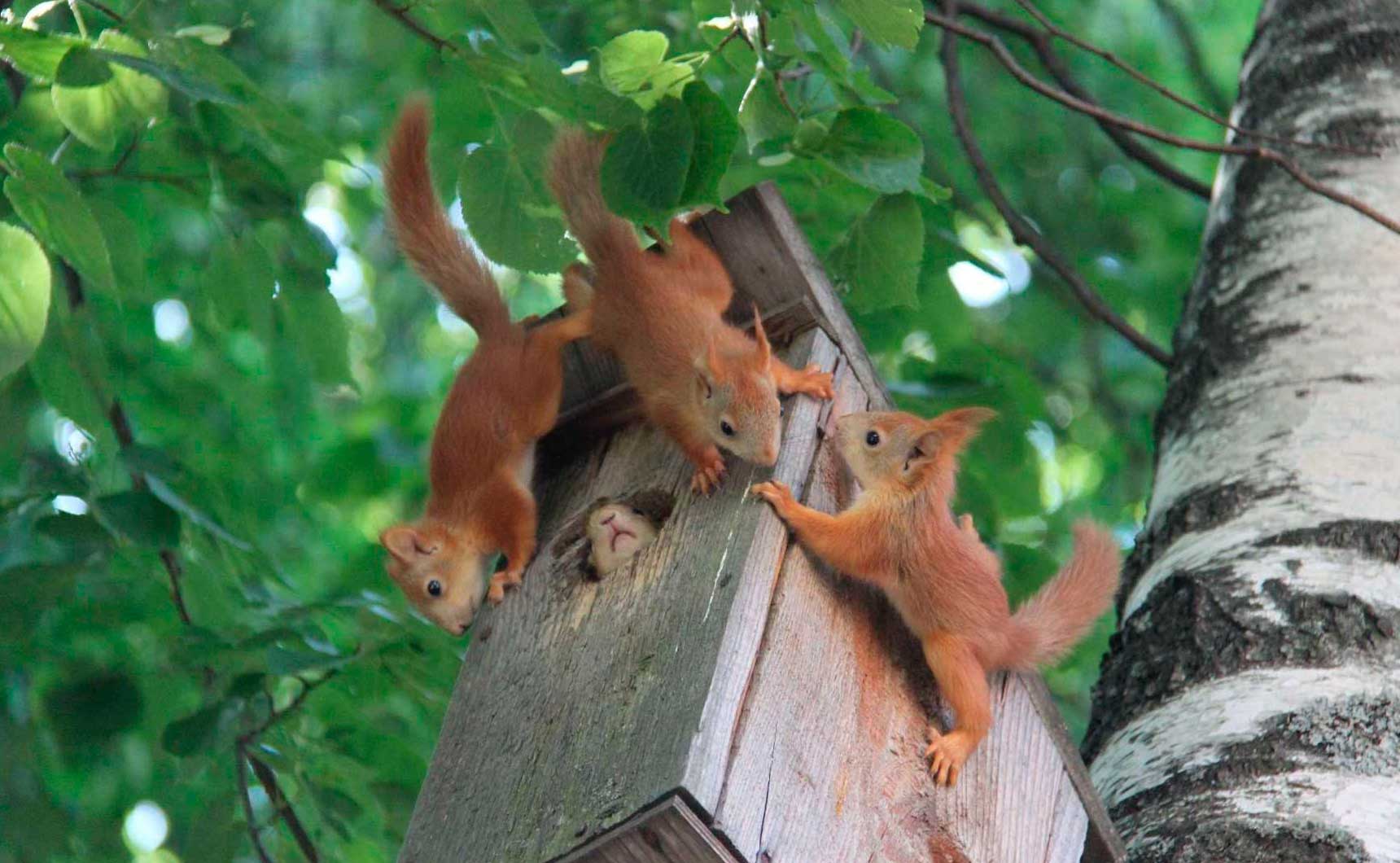 Белочка в скворечнике