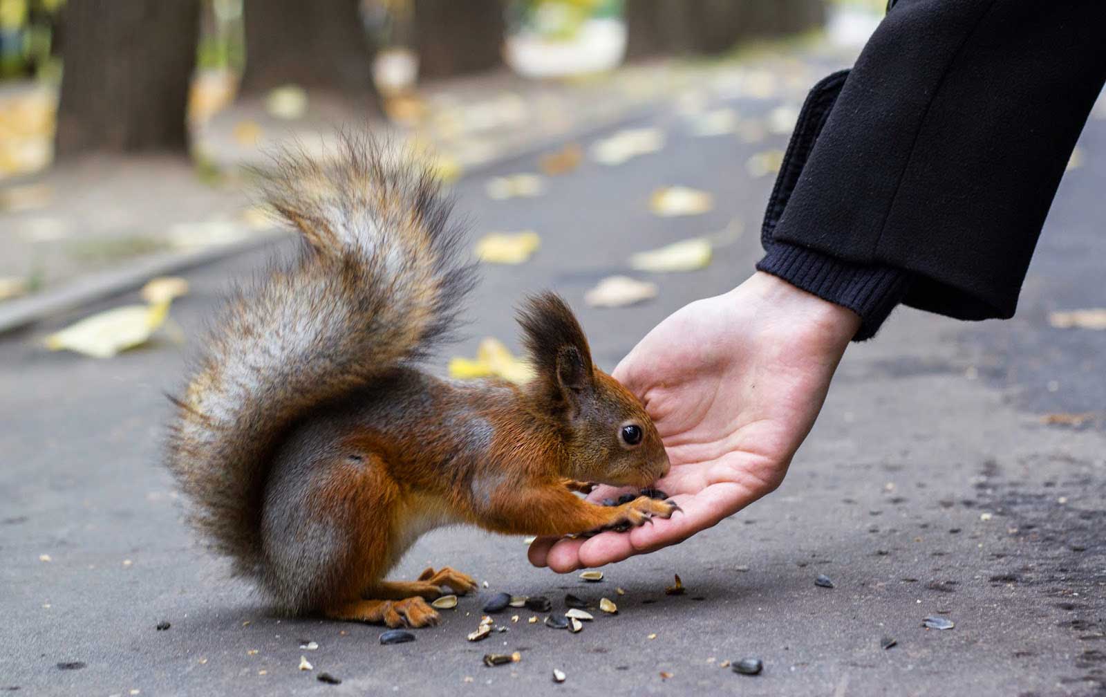 Белка ест с руки