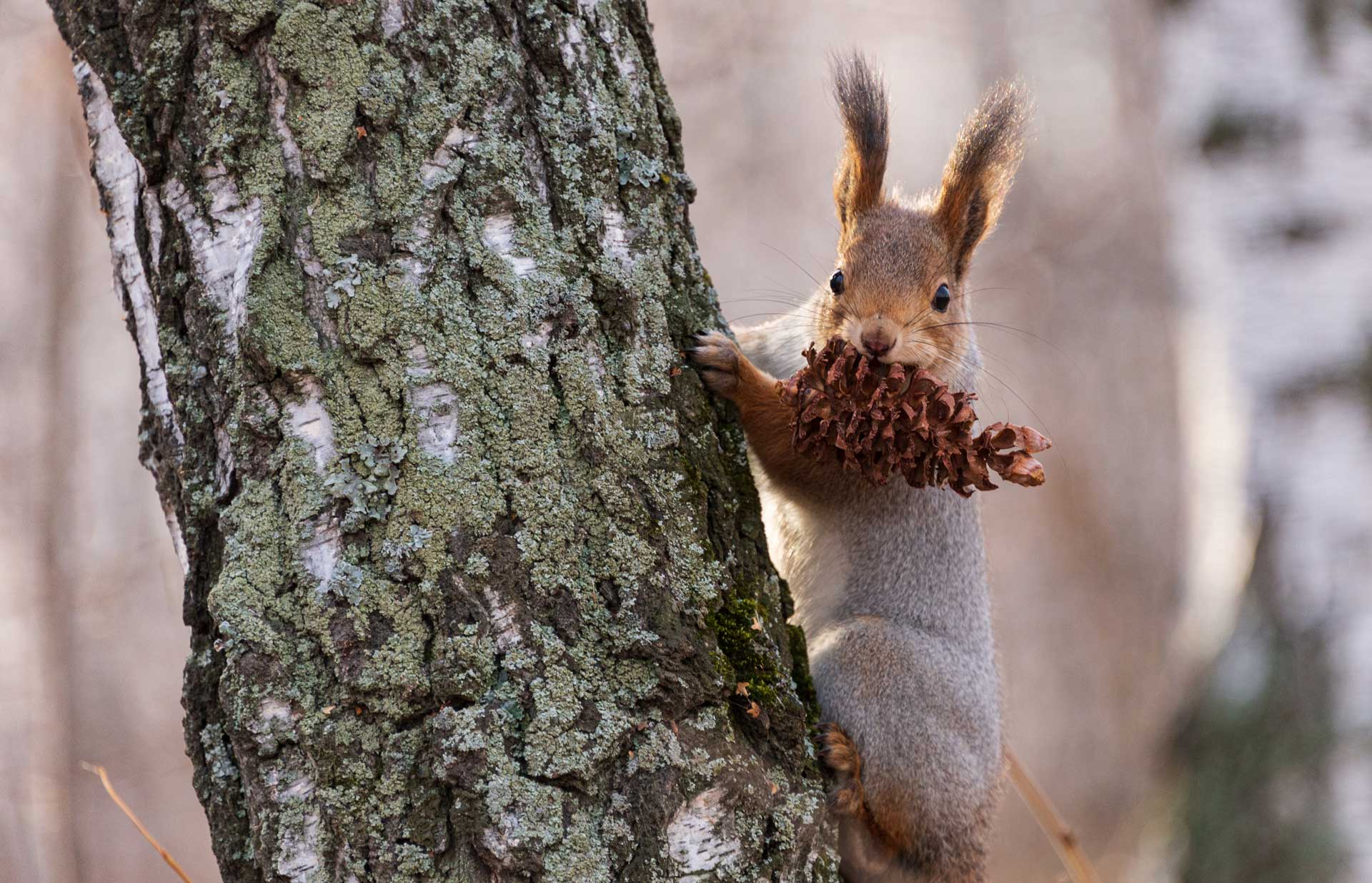 Белка ест сосновую шишку