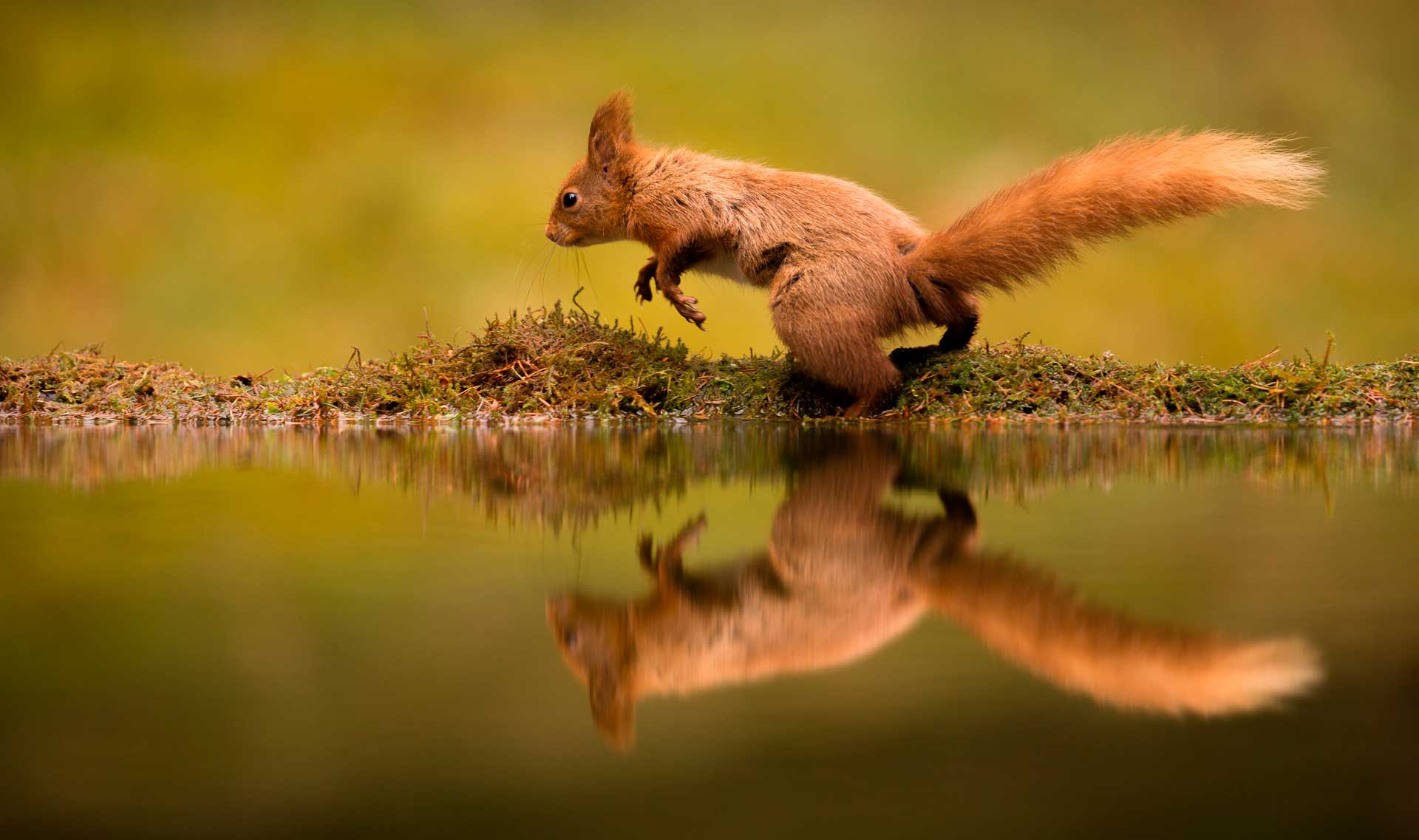 Беличья прогулка