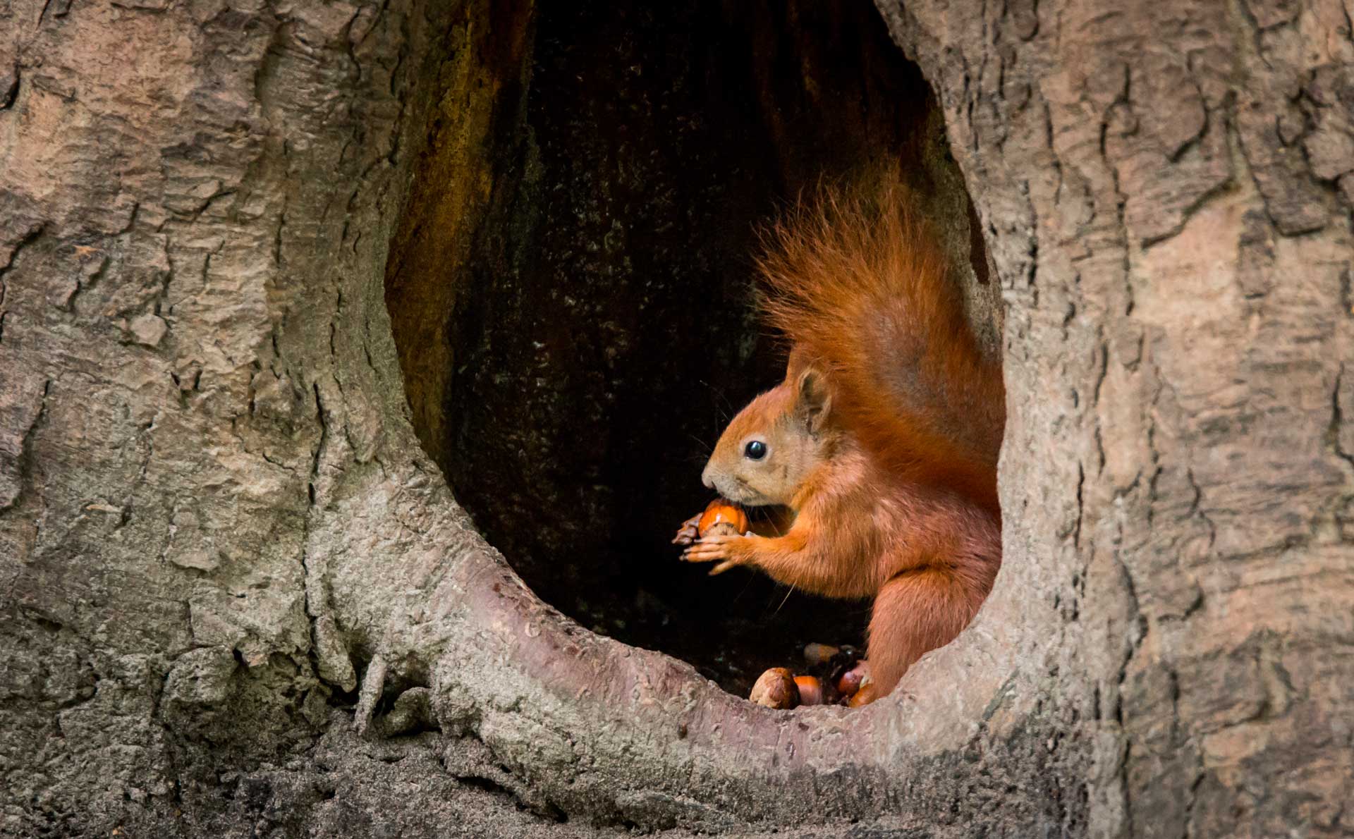 Белка запасается в дупле