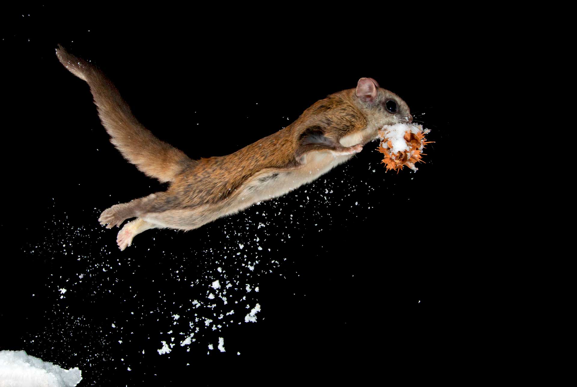 Прыжок летяги