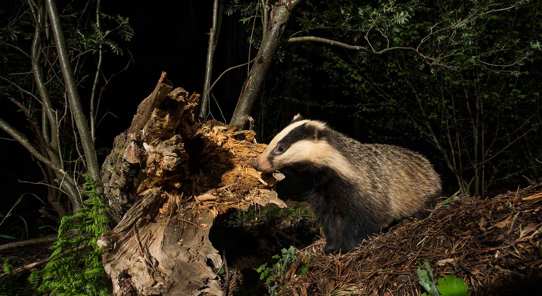 Животное барсук питается дождевыми червями и разными насекомыми