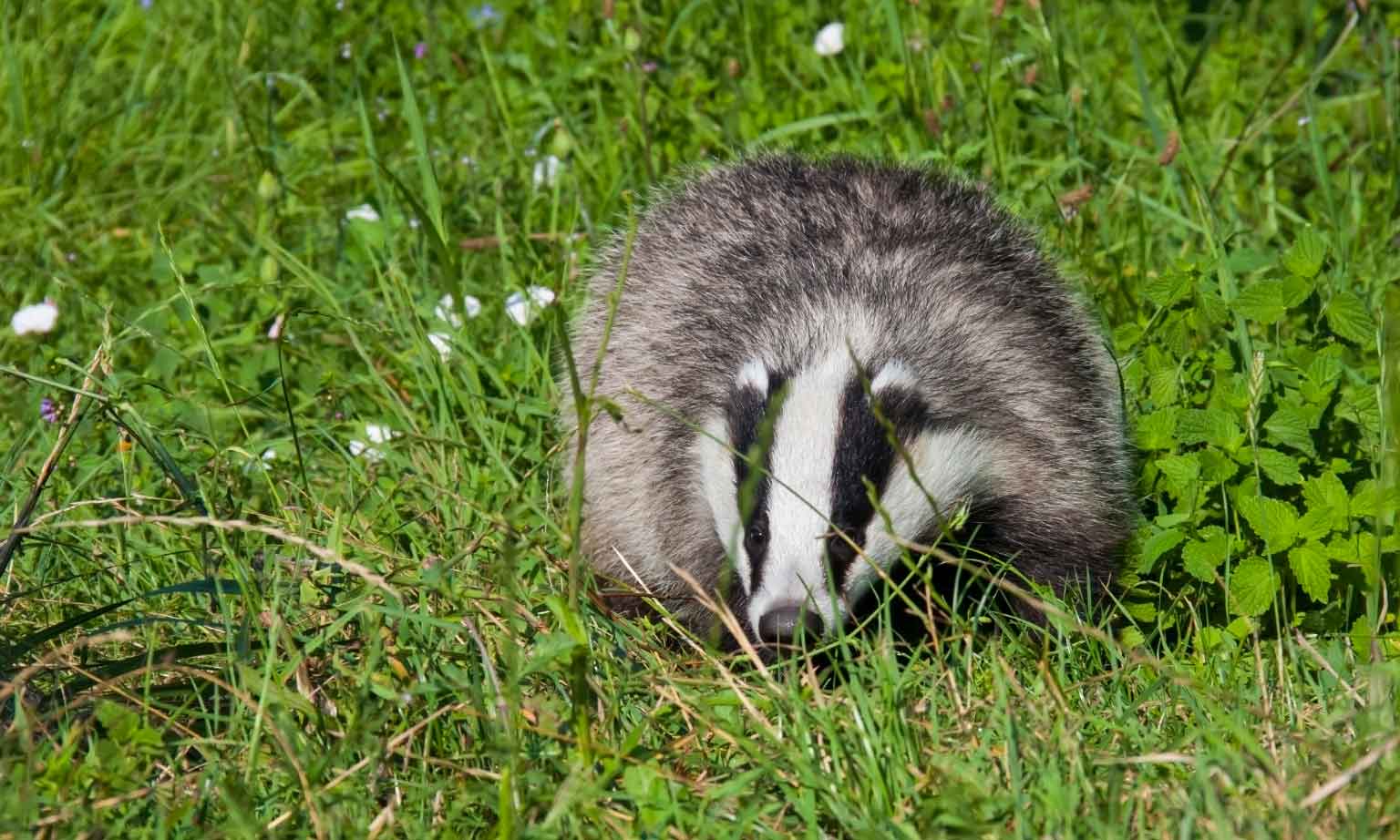 Барсук фото животного