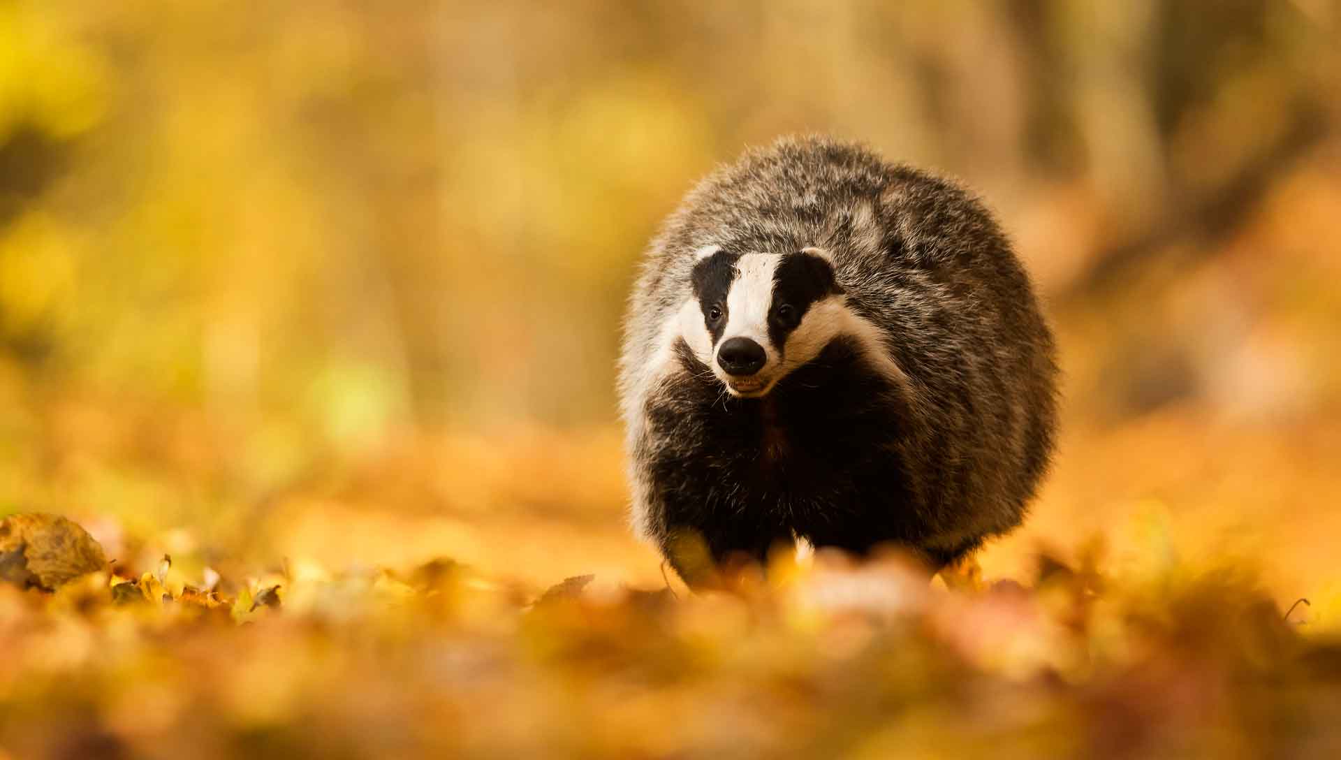 Осенью барсук отъедается, так как впадает в спячку