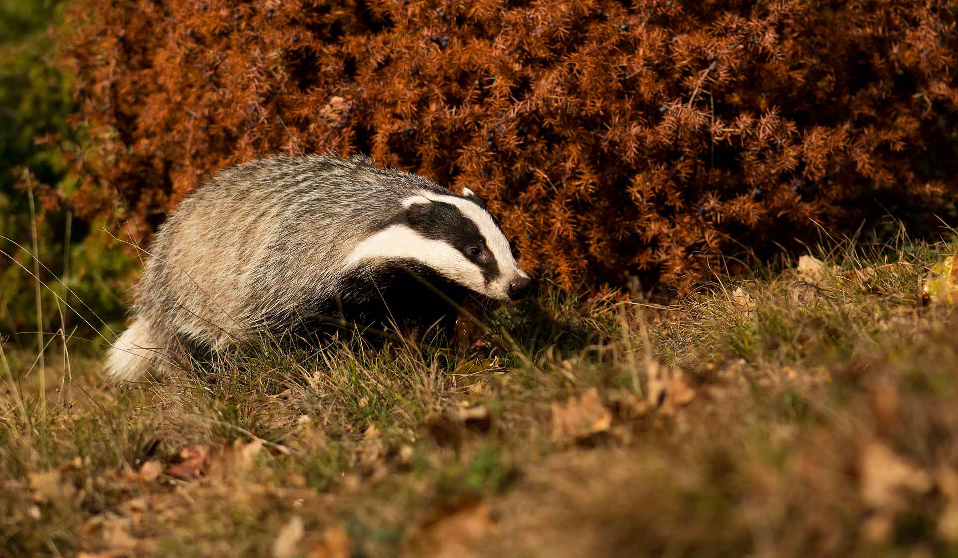 Животное барсук является переносчиком бешенства