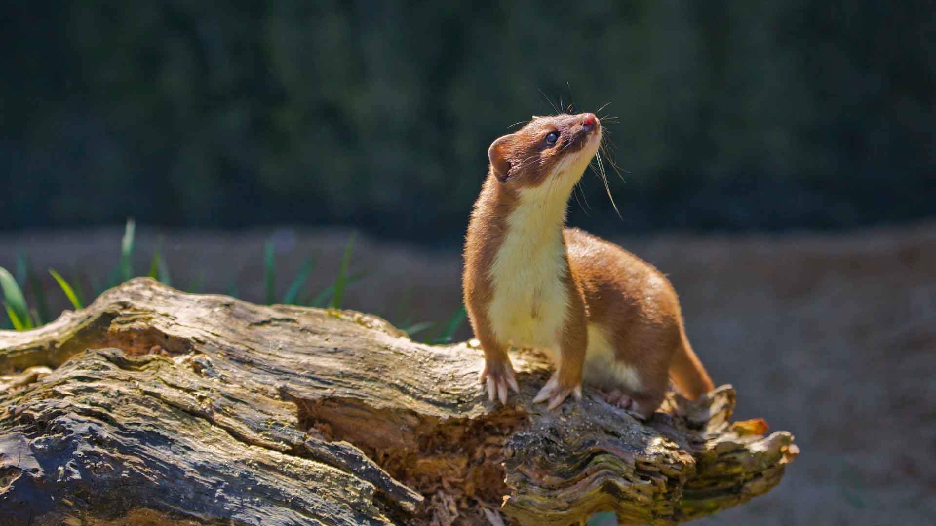 Горностай - мелкий хищник