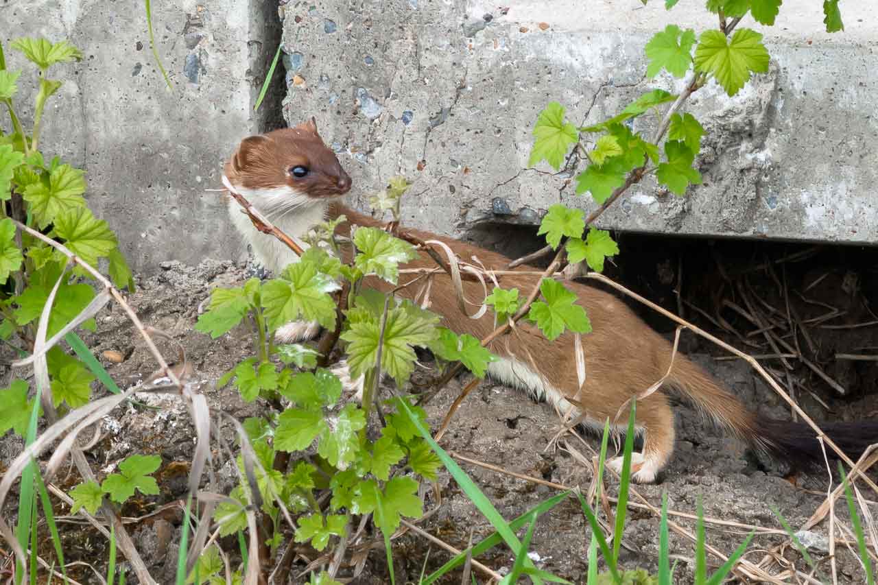Горностай живет в укрытии