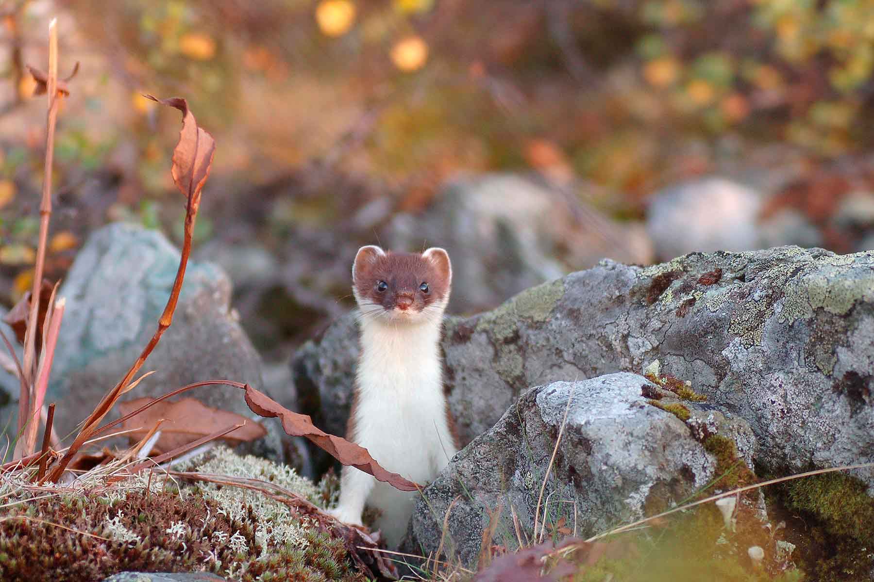 Горностай живет везде